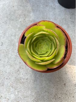 Succulent