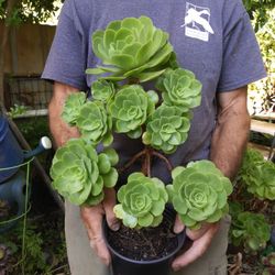 Aeonium Canaries 