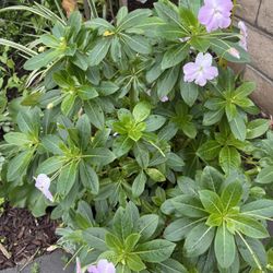 Giant Impatients Plant