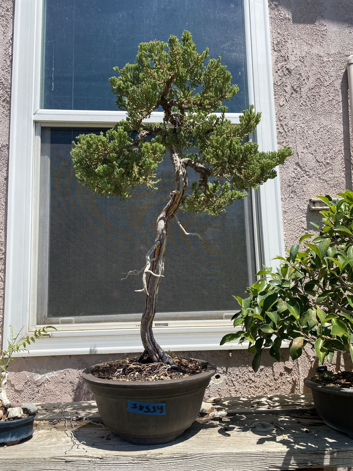 Bonsai