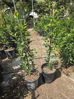 Ficus Nitida