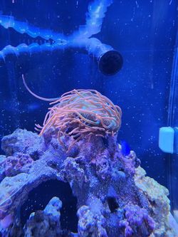 Rainbow Bubble Tip Anemone Decoration