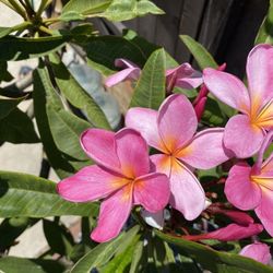Pink plumerias Cuttings PLUMERIA SEASON