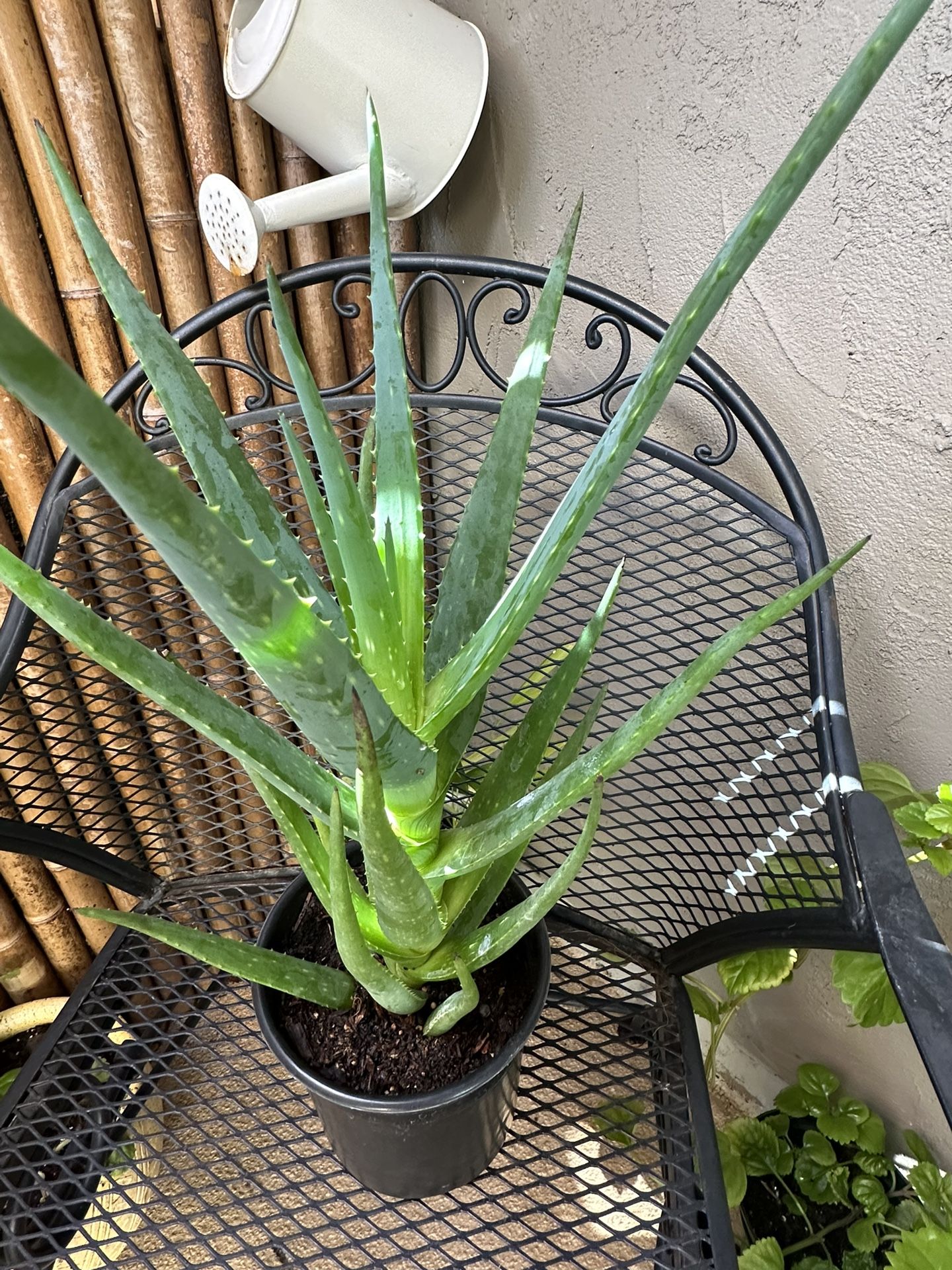 Aloe Vera Plant 