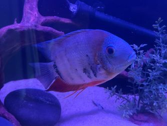 Fish tank supplies