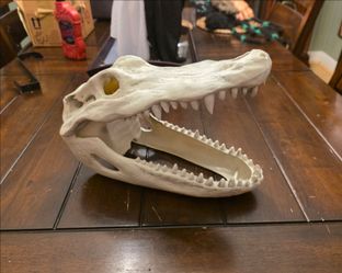 Alligator Skull Head 15" X 8" X 7"