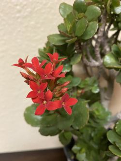 Kalanchoe Red Flowers Blooming Bonsai Style Plant for Sale in San Antonio,  TX - OfferUp