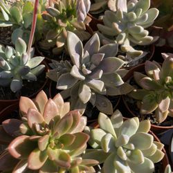 Succulent Plants 4”inch