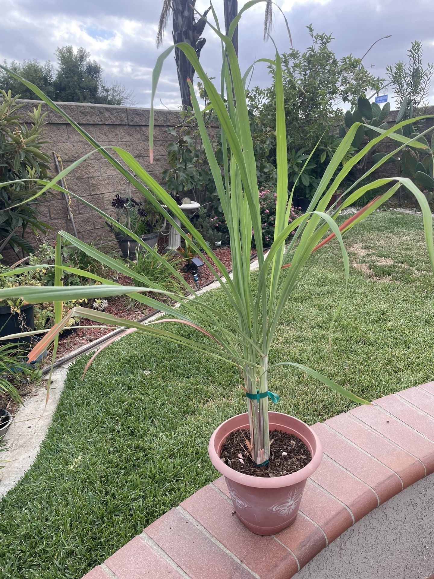 Lemon Grass