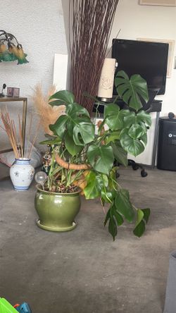Monstera with glazed pot