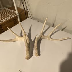 Deer Antler Sheds 