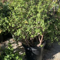 Big Jade Plant 60$