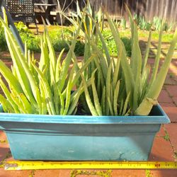 Aloe Vera Plants