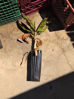Banana plant