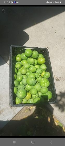 White SEPOTES