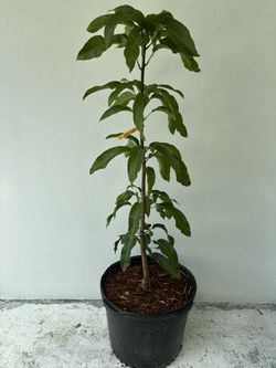 Grafted Sweet Tart Mango Tree