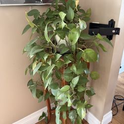 Pothos & Plant Stand (4’)