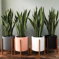 Air Purifying Snake Plant Beautify And Purify Your Space!