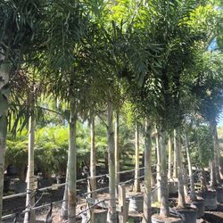 Free removal of cold damaged palms with purchase.I have a ten foot palm tree