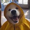 Pedro