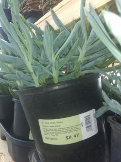 We have small cactus type plants for sale in Sinton TX. Prices start at $3.00. The same type sale for $4.97 at Walmart