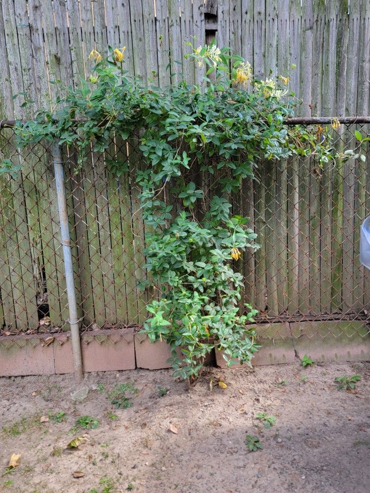 Honey Suckle Vine