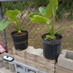 Plant elephant ears were $20.each Reduced to $15. Each / Cada Una in Donna inside the city