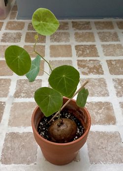 Stephania kaweesakii , caudex , stephanianova , Rare 