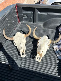 Cow skulls