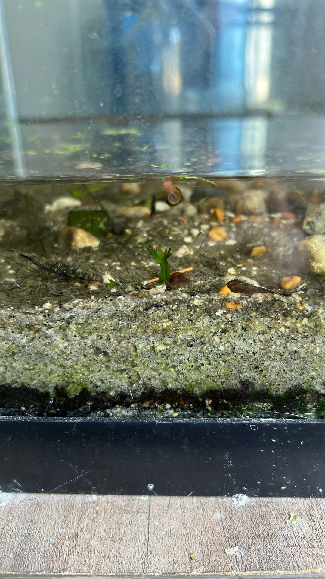 Fully Cycled 20 Gallon Aquarium