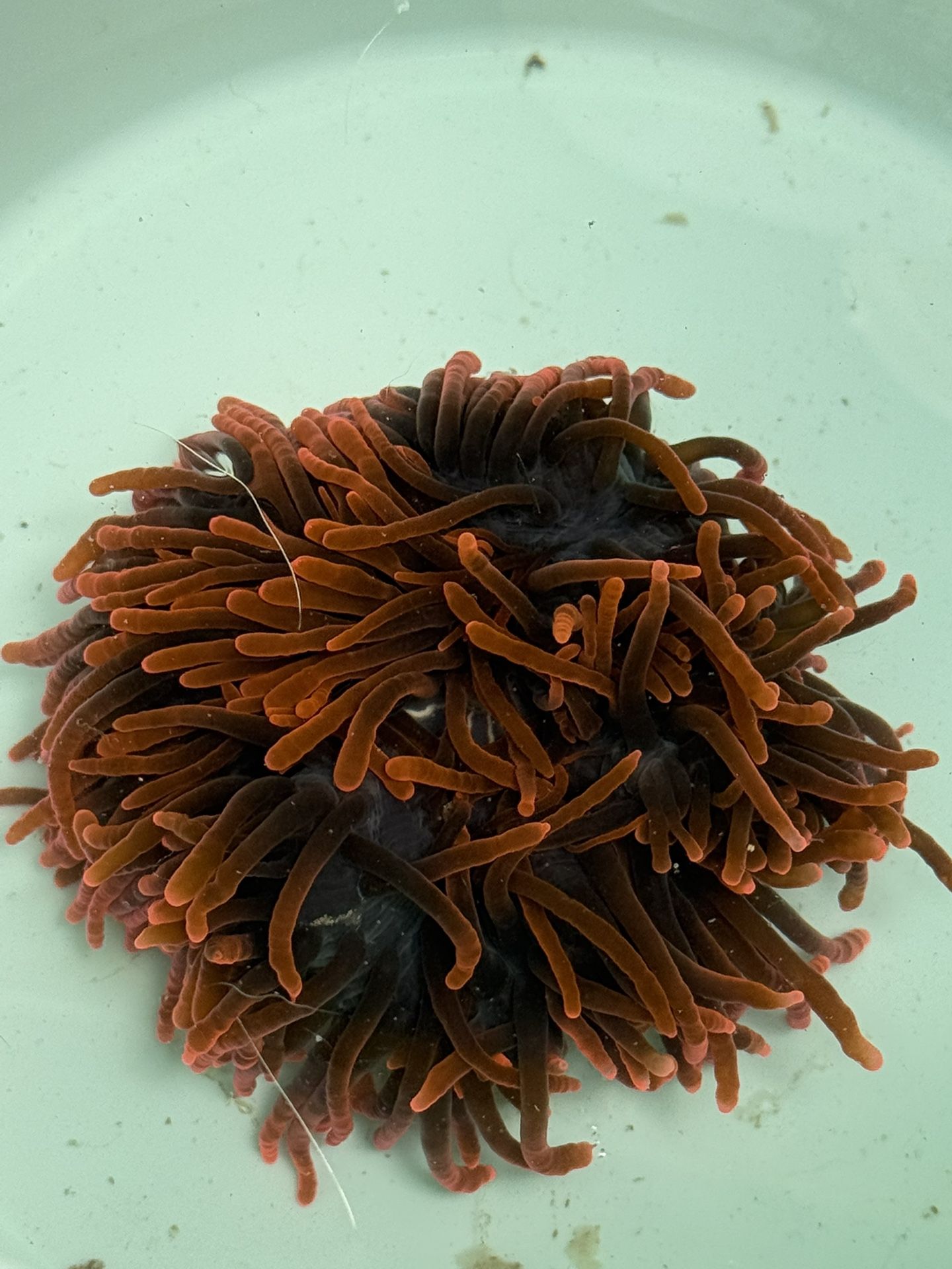 Red Bubbletip Anemone