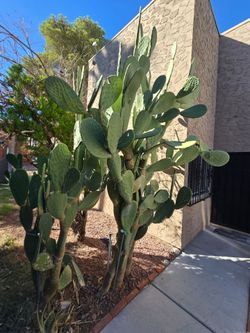 Cactus