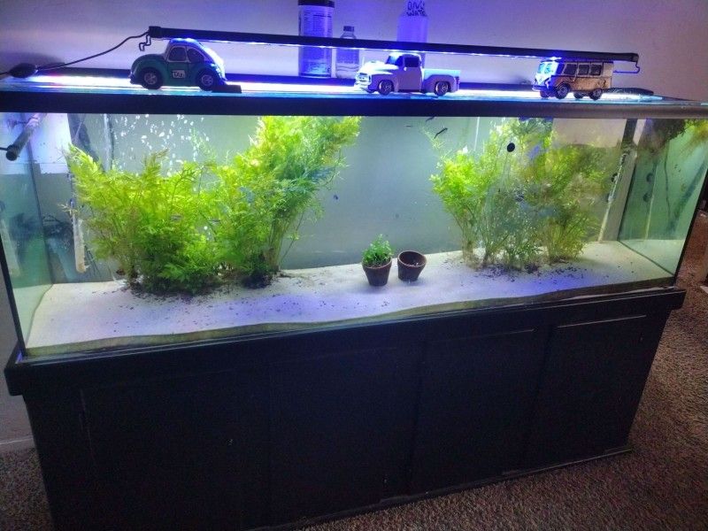 aquarium Fish ππ 4ft In Height 20 In Width And 6 Ft Length