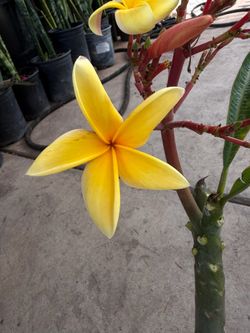 Cutting plumeria
