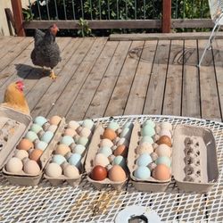 Eggs   Organic For Sale $10 A Dozen Or 3 Dozen For $25 