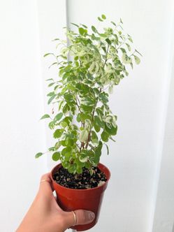 Snow Bush Plant 4" Pot - Indoor House Plants