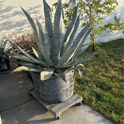50 Gallon Blue Agave for Sale in Fontana, CA - OfferUp