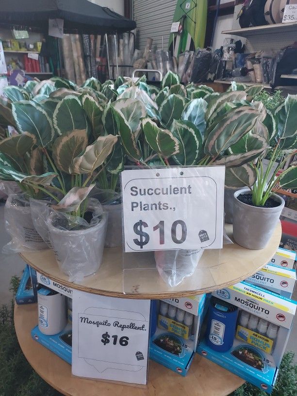 Succulent Plants