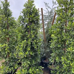 Indian Laurel Columns, Ficus nitida ‘Columns’ , Ficus tree, shade or Hedge and privacy 25gal Size