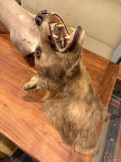 Bear Head taxidermy