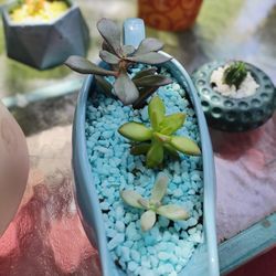 Venta De Plantas Naturales 🌻Sale of Natural Plants 