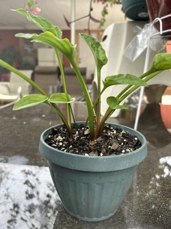 Planta