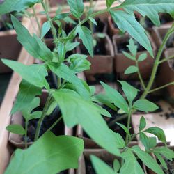 Tomatoes Plants: Black Krim, Ox Heart, Organic, No GMO, Each-$2
