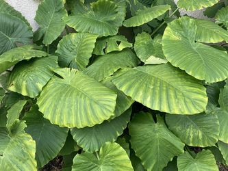 Elephant Ear plant