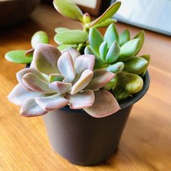 Succulent  in 4” Container