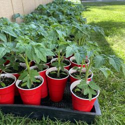 Early Girl Tomato Plants