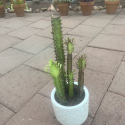 Homegrown African Milk Tree Cactus (Euphorbia trigona) in white ceramic pot 