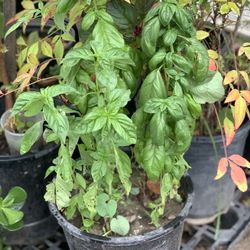 Big Organic Italian Sweet Basil Live Plant 5 Gallon Pot Herb Veggie  