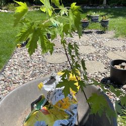 3 Foot Maple Tree