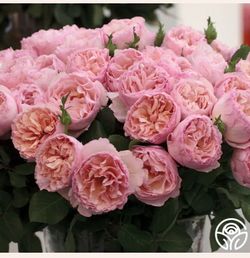 Princesse Charlene de Monaco Hybrid Tea Rose, 2 Gallon, Own-Root, Fragrant